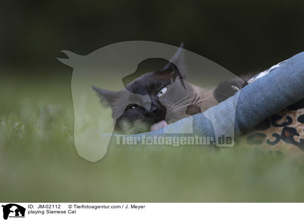 spielende Siam / playing Siamese Cat / JM-02112