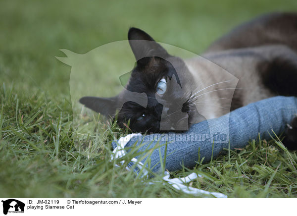 playing Siamese Cat / JM-02119