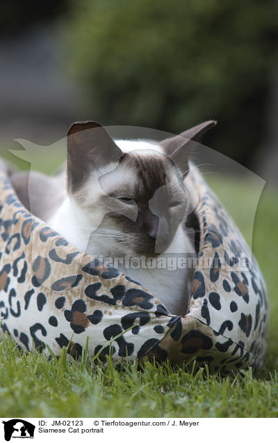 Siamese Cat portrait / JM-02123