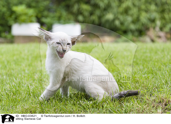 sitzende Siamese / sitting Siamese Cat / HBO-03621