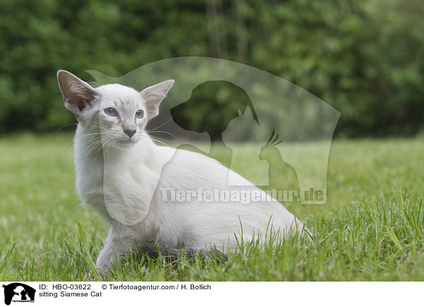 sitzende Siamese / sitting Siamese Cat / HBO-03622