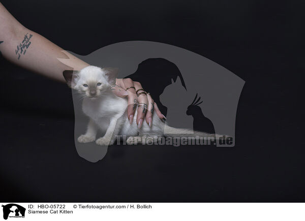 Siamese Cat Kitten / HBO-05722