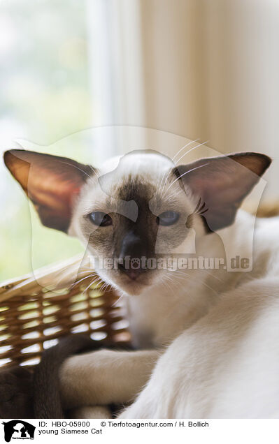 junge Siam / young Siamese Cat / HBO-05900