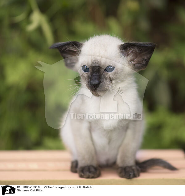 Siamese Cat Kitten / HBO-05918