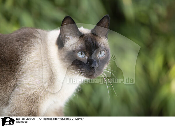 Siamese / JM-20796