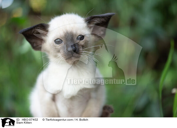 Siam Ktzchen / Siam Kitten / HBO-07402