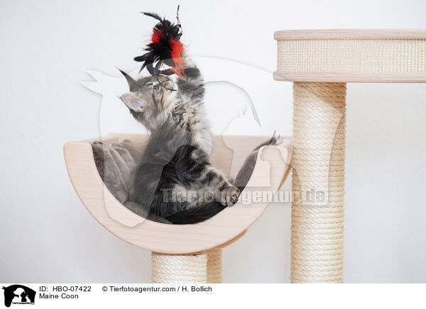 Maine Coon / Maine Coon / HBO-07422