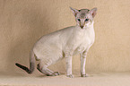 standing Siamese