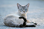 Siamese cat