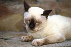 siamese cat