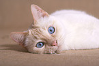 Siamese Cat Portrait