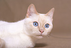 Siamese Cat Portrait