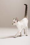 walking Siamese Cat