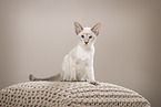 sitting Siamese Cat