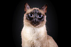 Siamese cat in front of black background