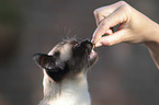 Siamese Cat portrait