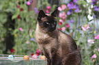 sitting Siamese Cat