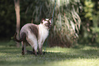 standing Siamese Cat