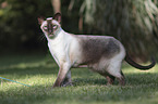 standing Siamese Cat