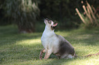 standing Siamese Cat