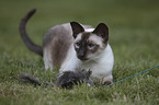 playing Siamese Cat