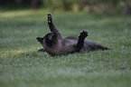 playing Siamese Cat