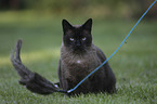 sitting Siamese Cat