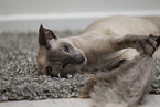 Siamese Cat