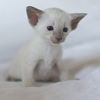 Siamese Cat Kitten