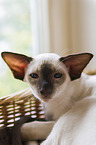 young Siamese Cat