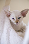 Siamese Cat Kitten