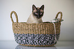 Siamese