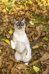 Siamese