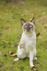 Siamese