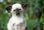 Siam Kitten