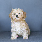 Maltipoo