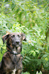 young mongrel dog
