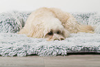 Maltipoo