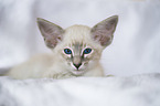 Siamese kitten