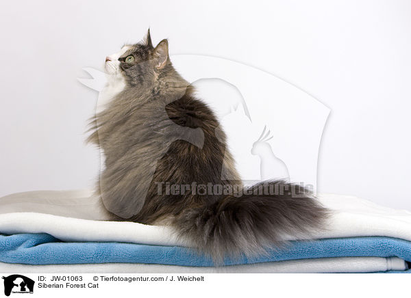 Sibirische Waldkatze / Siberian Forest Cat / JW-01063