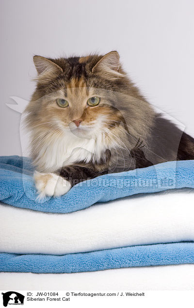 Sibirische Waldkatze / Siberian Forest Cat / JW-01084