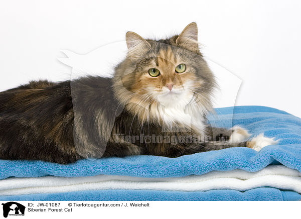 Sibirische Waldkatze / Siberian Forest Cat / JW-01087