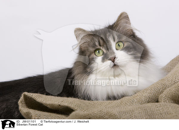 Sibirische Waldkatze / Siberian Forest Cat / JW-01101
