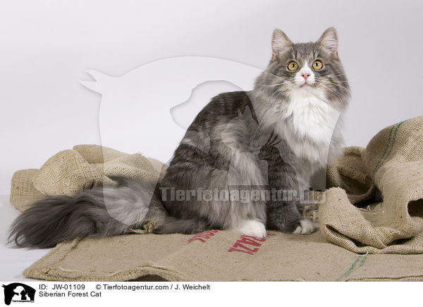 Sibirische Waldkatze / Siberian Forest Cat / JW-01109
