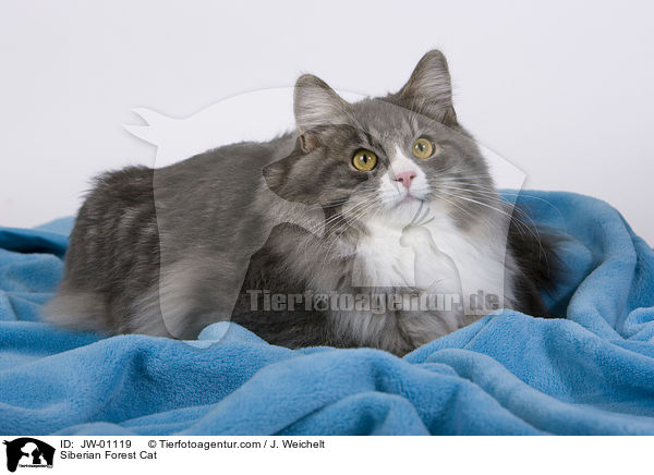 Sibirische Waldkatze / Siberian Forest Cat / JW-01119