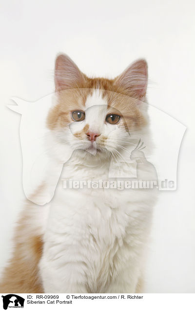 Sibirische Katze Portrait / Siberian Cat Portrait / RR-09969