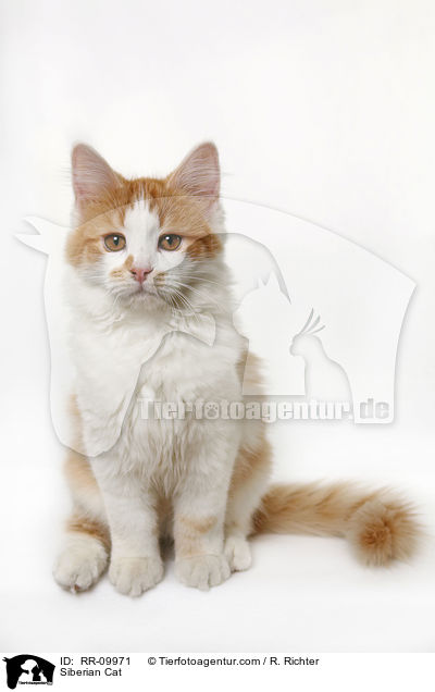 Sibirische Katze / Siberian Cat / RR-09971