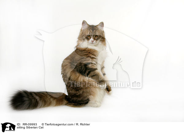 sitting Siberian Cat / RR-09993