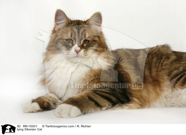 liegende Sibirische Katze / lying Siberian Cat / RR-10001