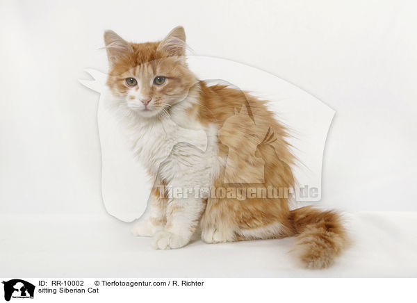 sitzende Sibirische Katze / sitting Siberian Cat / RR-10002